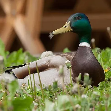 Madronic Family Estate - Kolpa River Maison d'hôtes Stari Trg ob Kolpi